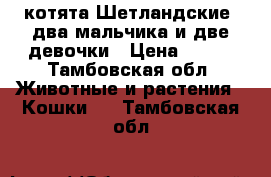 котята Шетландские  два мальчика и две девочки › Цена ­ 500 - Тамбовская обл. Животные и растения » Кошки   . Тамбовская обл.